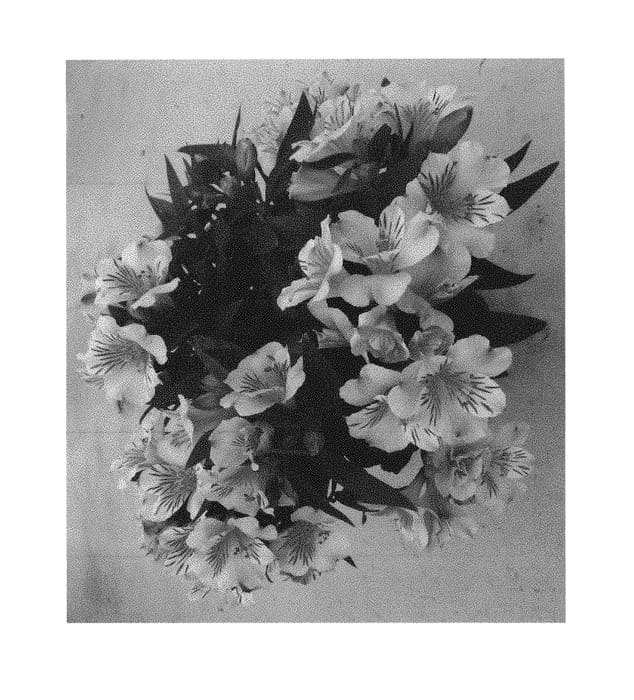 Figure 1 of US plant patent PP29712, the photograph of Zapriliali printed in the patent.