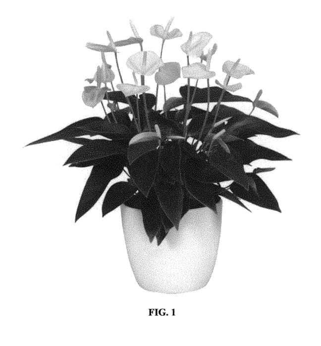 Figure 1 of US plant patent PP29713, the photograph of ANTHESZJA printed in the patent.
