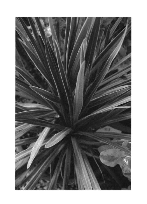 Figure 1 of US plant patent PP29714, the photograph of Paso Doble printed in the patent.