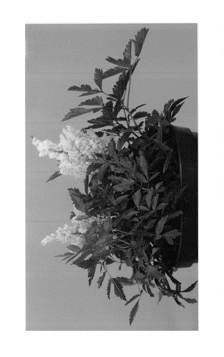 Figure 1 of US plant patent PP29715, the photograph of Whiteberry printed in the patent.