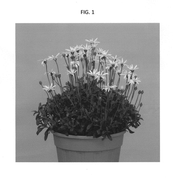 Figure 1 of US plant patent PP29716, the photograph of RUYFEM1702 printed in the patent.