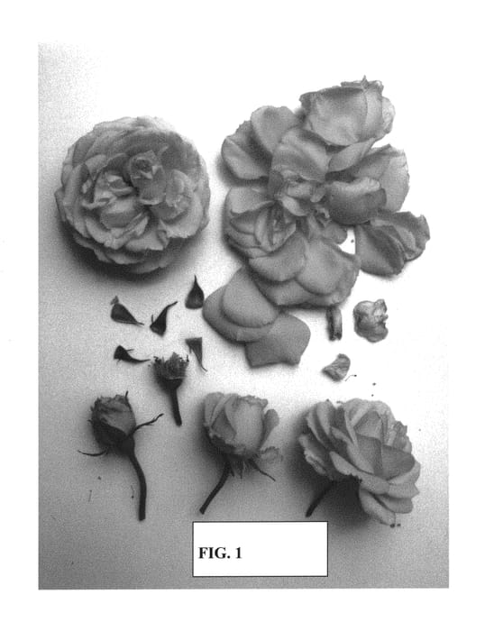 Figure 1 of US plant patent PP29717, the photograph of Poulpah088 printed in the patent.