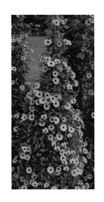 Figure 1 of US plant patent PP29718, the photograph of VOLTHU 7897 printed in the patent.