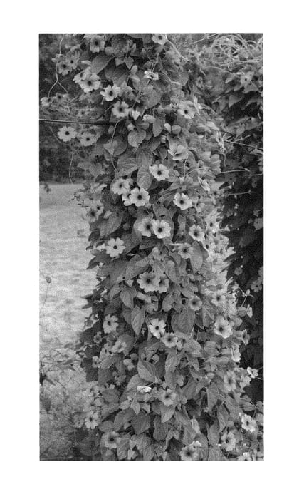 Figure 1 of US plant patent PP29719, the photograph of VOLTHU 7828 printed in the patent.