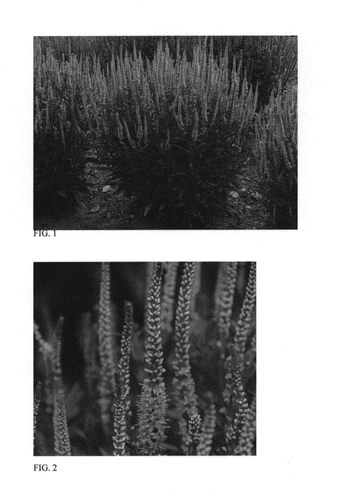 Figure 1 of US plant patent PP29720, the photograph of Perfectly Picasso printed in the patent.