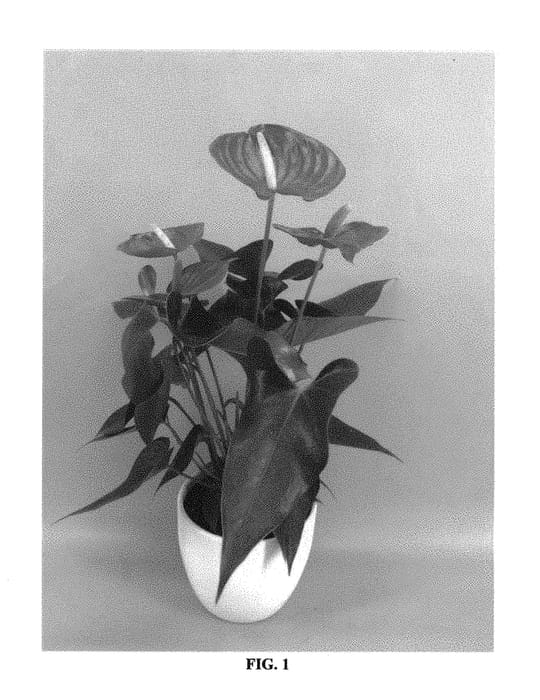 Figure 1 of US plant patent PP29721, the photograph of ANTHDASZUM printed in the patent.