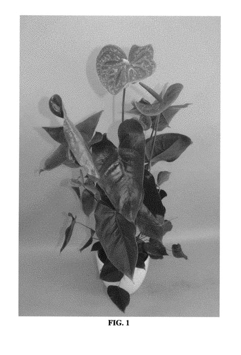 Figure 1 of US plant patent PP29722, the photograph of ANTHIOXI printed in the patent.