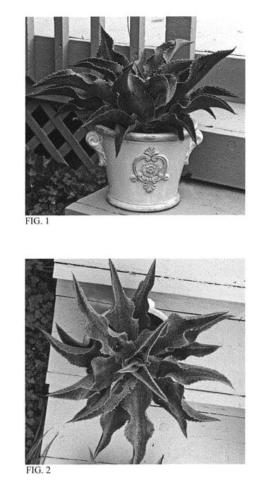 Figure 1 of US plant patent PP29723, the photograph of Catch a Wave printed in the patent.