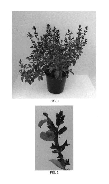 Figure 1 of US plant patent PP29724, the photograph of Balmirvio printed in the patent.