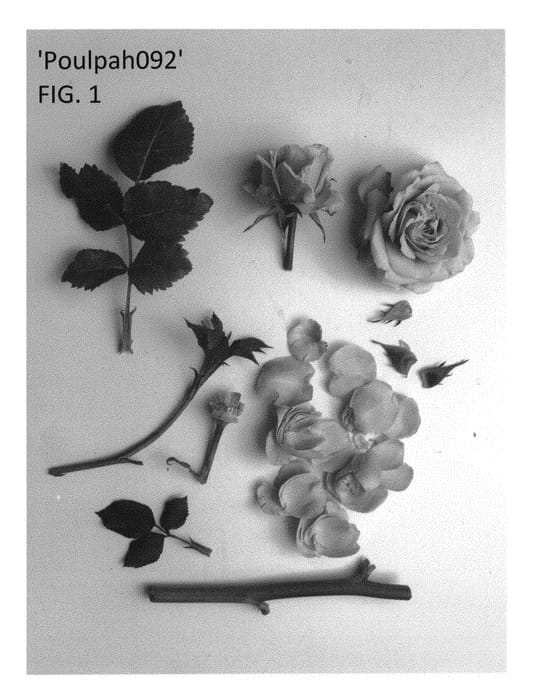 Figure 1 of US plant patent PP29725, the photograph of Poulpah092 printed in the patent.