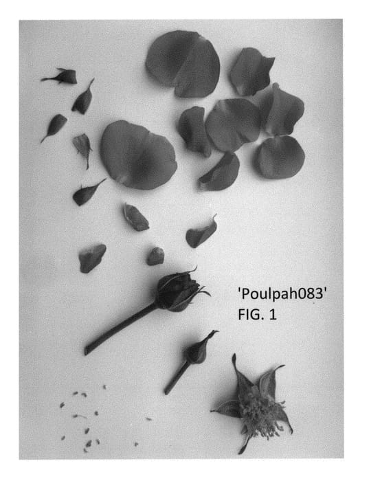Figure 1 of US plant patent PP29726, the photograph of Poulpah083 printed in the patent.