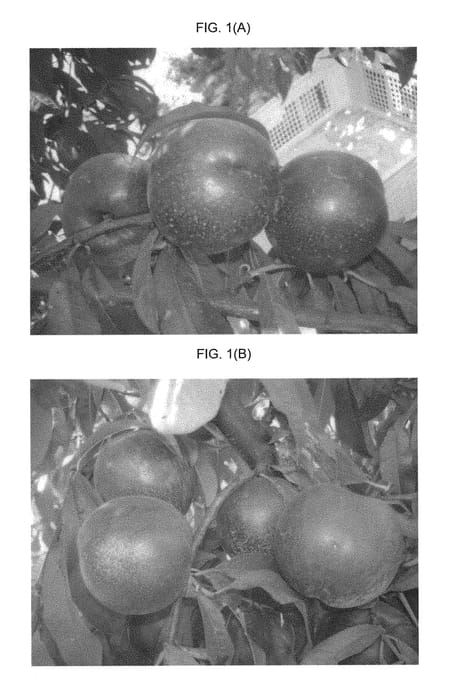 Figure 1 of US plant patent PP29727, the photograph of Andes Nec-2 printed in the patent.