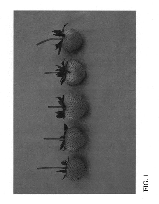 Figure 1 of US plant patent PP29728, the photograph of DrisStrawFiftySeven printed in the patent.