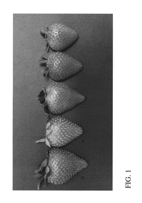 Figure 1 of US plant patent PP29729, the photograph of DrisStrawFiftyTwo printed in the patent.