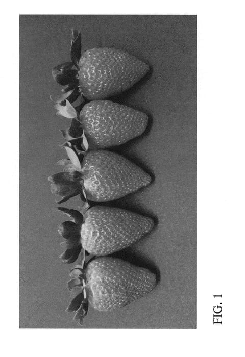 Figure 1 of US plant patent PP29730, the photograph of DrisStrawFiftyOne printed in the patent.