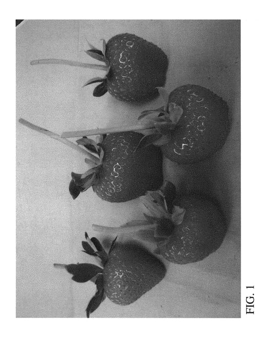 Figure 1 of US plant patent PP29731, the photograph of DrisStrawFiftySix printed in the patent.
