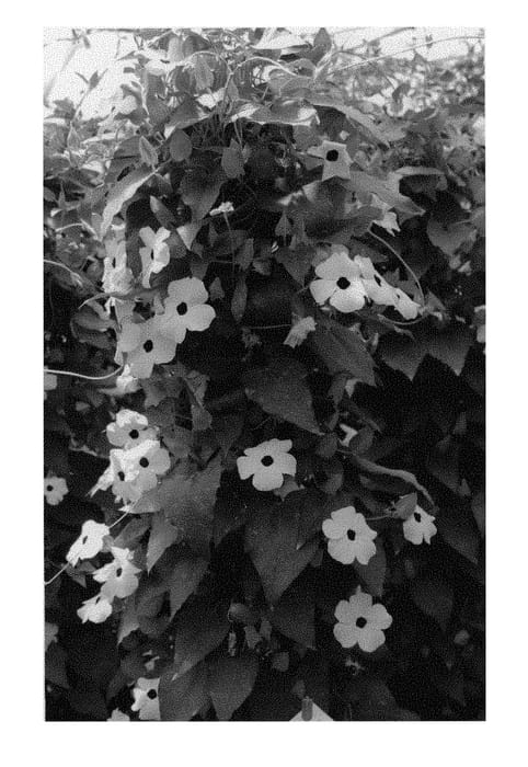 Figure 1 of US plant patent PP29732, the photograph of VOLTHU 7887 printed in the patent.