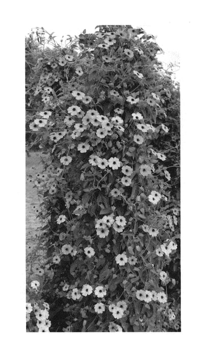 Figure 1 of US plant patent PP29733, the photograph of VOLTHU 7898 printed in the patent.