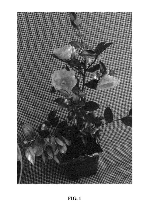 Figure 1 of US plant patent PP29734, the photograph of Fall Fantasy printed in the patent.