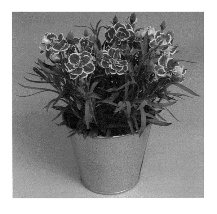 Figure 1 of US plant patent PP29735, the photograph of KLEDP16186 printed in the patent.