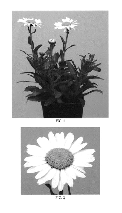 Figure 1 of US plant patent PP29736, the photograph of Florleulag printed in the patent.