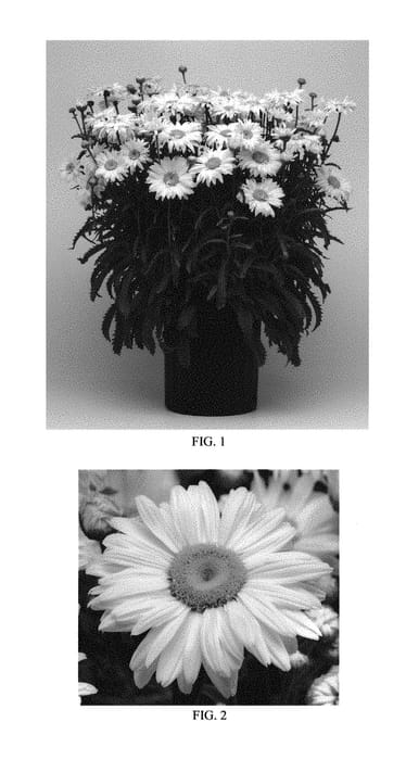Figure 1 of US plant patent PP29737, the photograph of White Magic printed in the patent.