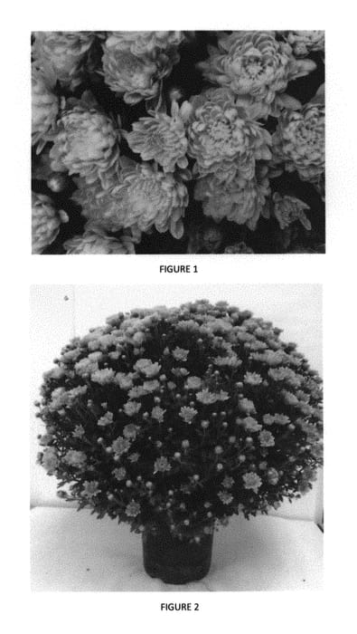 Figure 1 of US plant patent PP29738, the photograph of CIFZ0054 printed in the patent.
