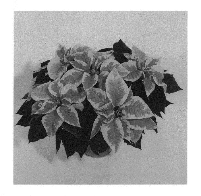 Figure 1 of US plant patent PP29739, the photograph of NPCW16260 printed in the patent.