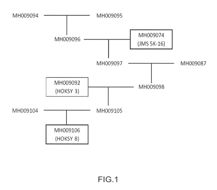 Figure 1 of US plant patent PP29740, the photograph of HOKSY 8 printed in the patent.
