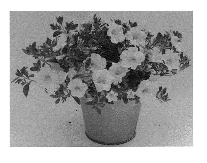 Figure 1 of US plant patent PP29741, the photograph of KLECA16314 printed in the patent.