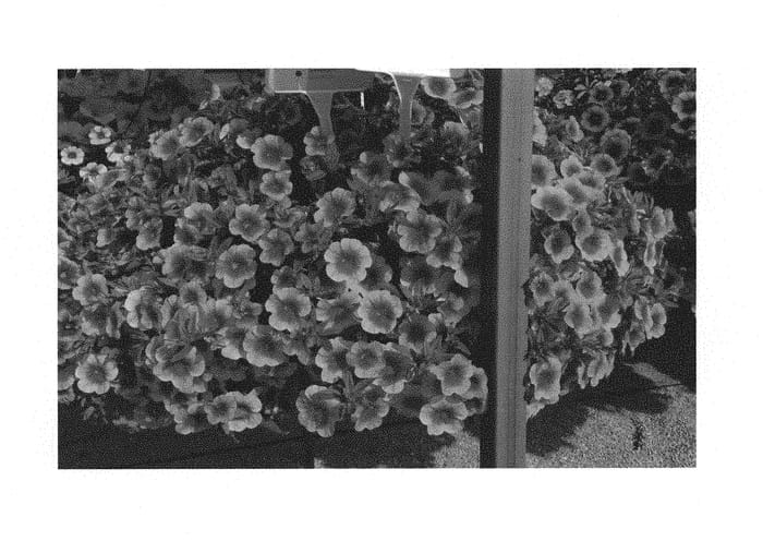 Figure 1 of US plant patent PP29742, the photograph of KLECA16334 printed in the patent.