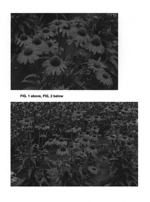 Figure 1 of US plant patent PP29743, the photograph of TNECHKRD printed in the patent.