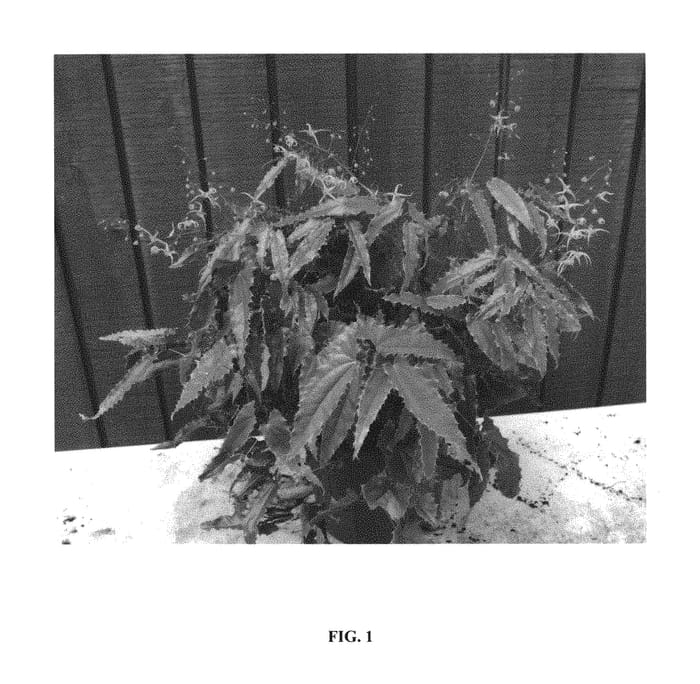 Figure 1 of US plant patent PP29744, the photograph of Ninja Stars printed in the patent.