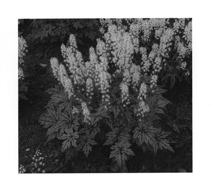 Figure 1 of US plant patent PP29745, the photograph of Cutting Edge printed in the patent.
