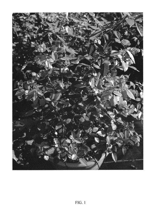 Figure 1 of US plant patent PP29746, the photograph of Noa1112130 printed in the patent.