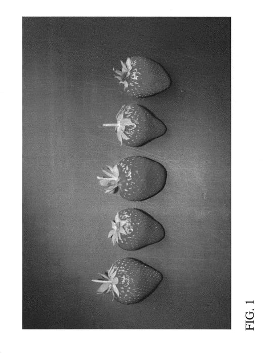 Figure 1 of US plant patent PP29747, the photograph of DrisStrawFiftyFive printed in the patent.