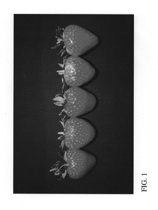 Figure 1 of US plant patent PP29748, the photograph of DrisStrawFiftyFour printed in the patent.