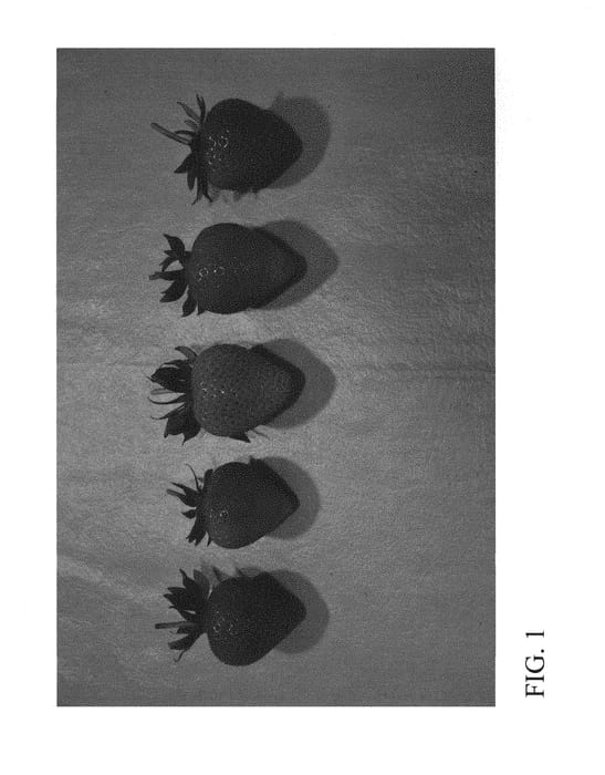Figure 1 of US plant patent PP29749, the photograph of DrisStrawFiftyThree printed in the patent.
