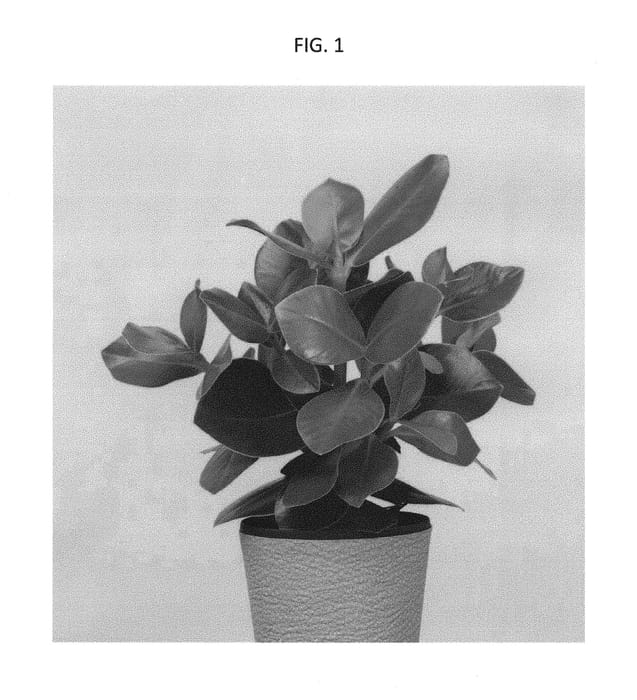 Figure 1 of US plant patent PP29750, the photograph of LICLUS02 printed in the patent.