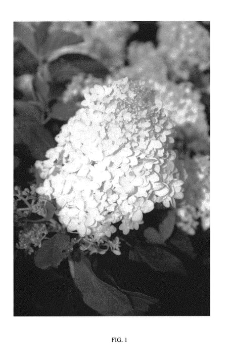 Figure 1 of US plant patent PP29751, the photograph of LEEP2 printed in the patent.