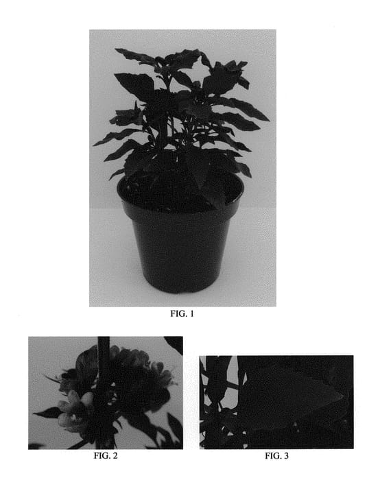 Figure 1 of US plant patent PP29752, the photograph of Obsidian printed in the patent.