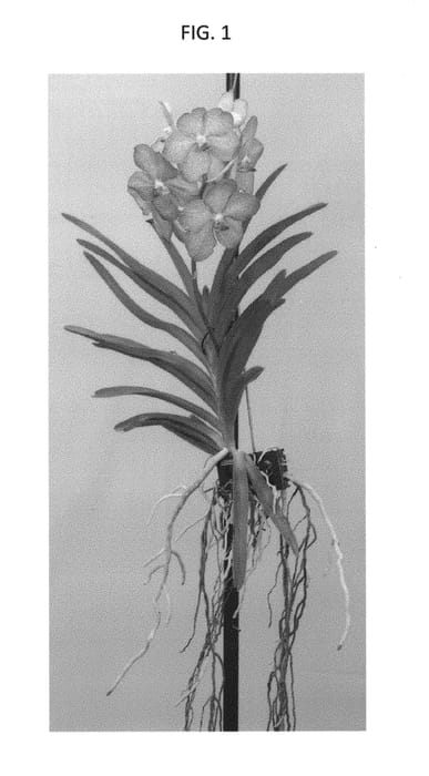 Figure 1 of US plant patent PP29753, the photograph of SPCDW1602 printed in the patent.