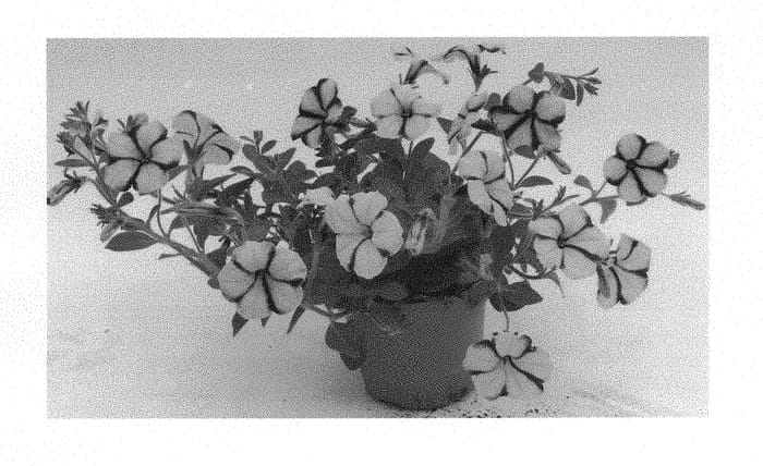 Figure 1 of US plant patent PP29754, the photograph of KLEPH16333 printed in the patent.