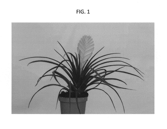 Figure 1 of US plant patent PP29755, the photograph of T1072 printed in the patent.