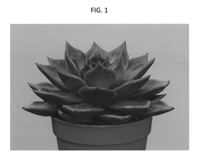 Figure 1 of US plant patent PP29756, the photograph of AMIECH1606 printed in the patent.