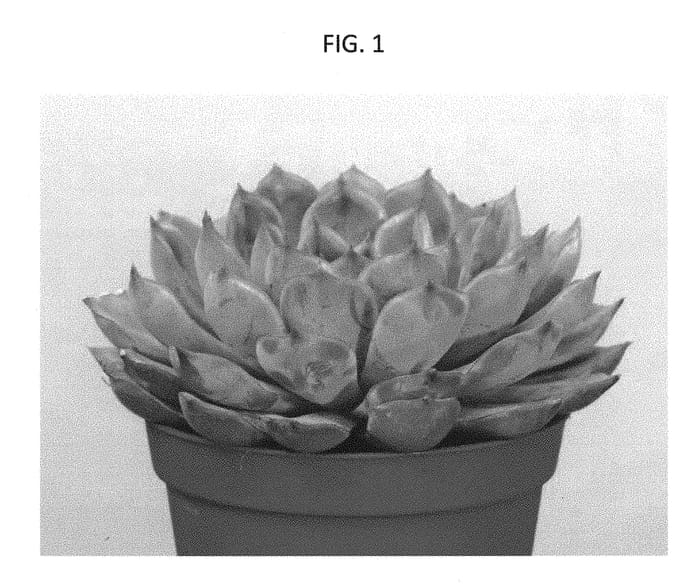 Figure 1 of US plant patent PP29757, the photograph of AMIECH1602 printed in the patent.