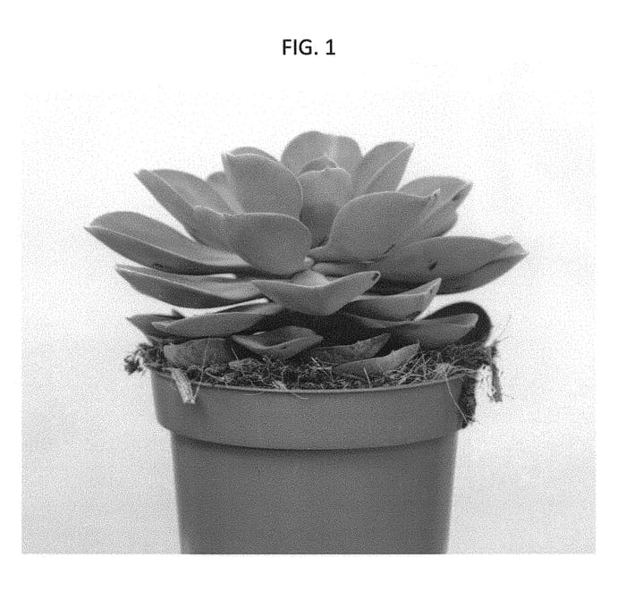 Figure 1 of US plant patent PP29758, the photograph of OVGRPP printed in the patent.