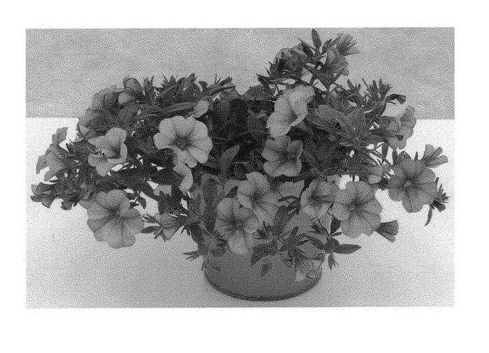 Figure 1 of US plant patent PP29759, the photograph of KLECA16320 printed in the patent.