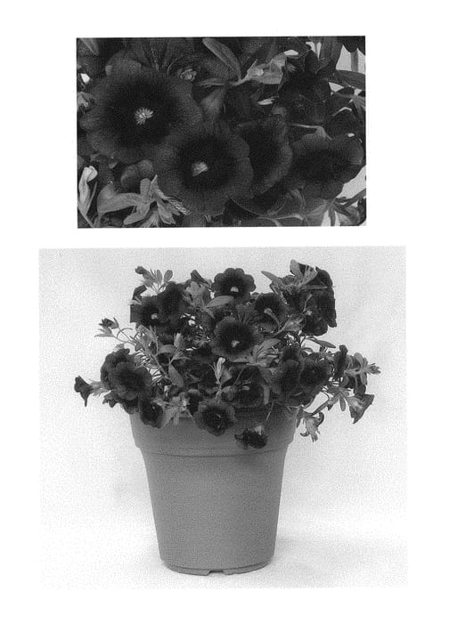 Figure 1 of US plant patent PP29760, the photograph of JGCAL09404 printed in the patent.