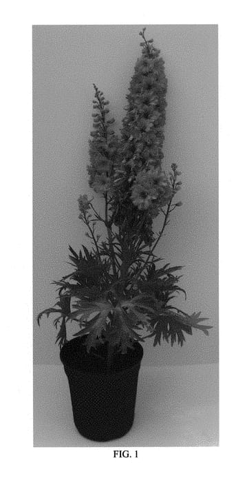 Figure 1 of US plant patent PP29761, the photograph of Red Lark printed in the patent.